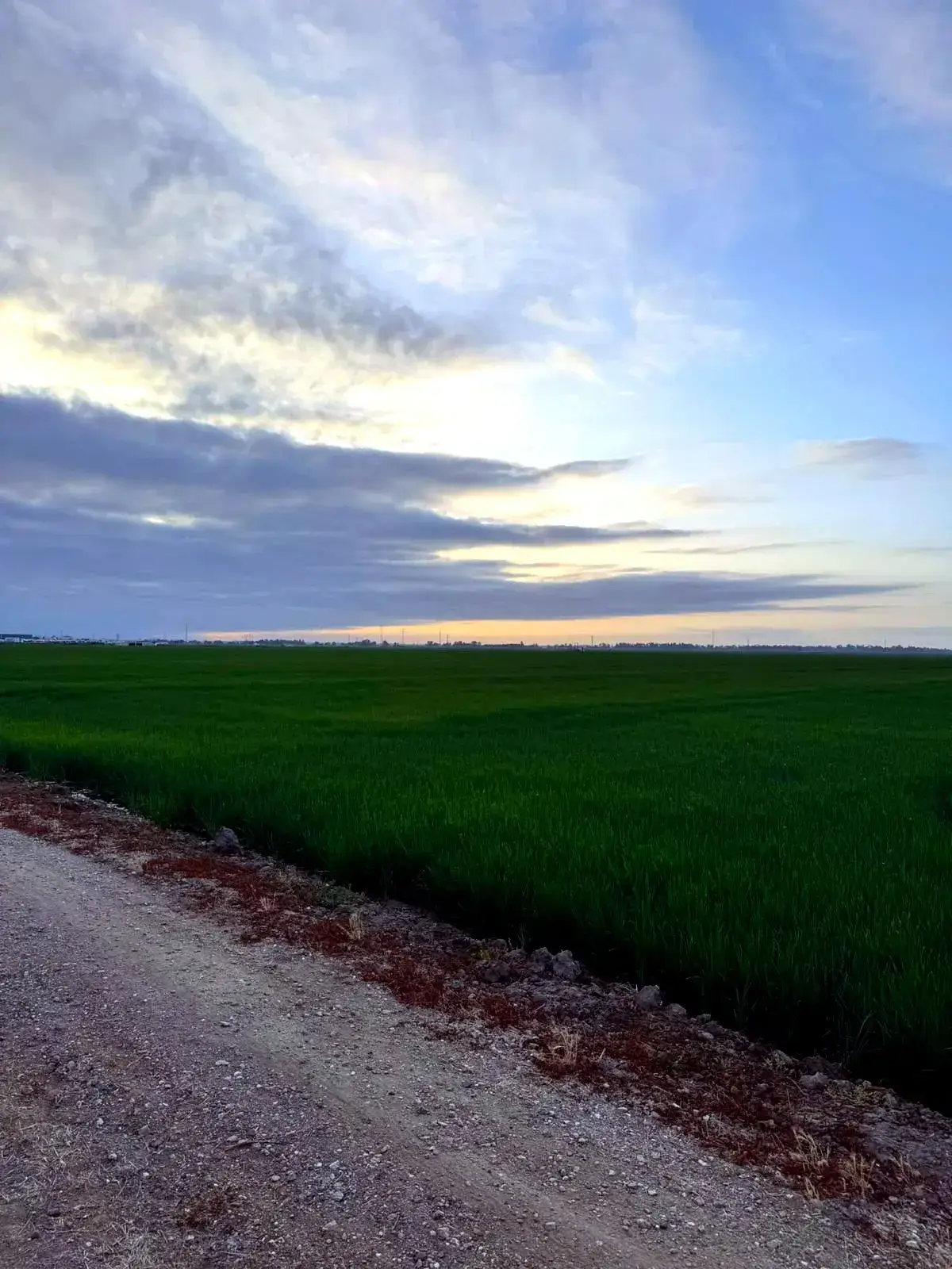 Vista de un arrozal al amanecer, ejemplo del tipo de finca que sobrevolamos para monitorización agrícola