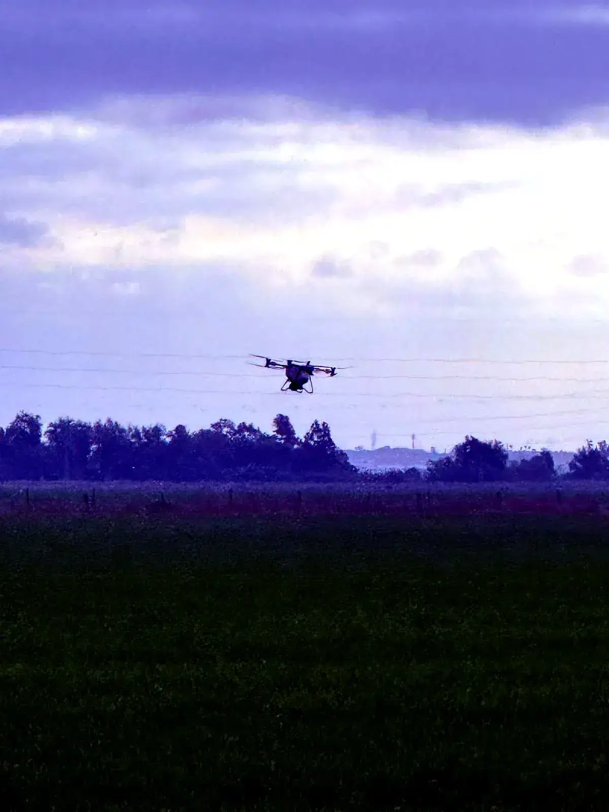 Dron agrícola aplicando tratamiento fitosanitario sobre un arrozal, con la característica cortina de pulverización visible
