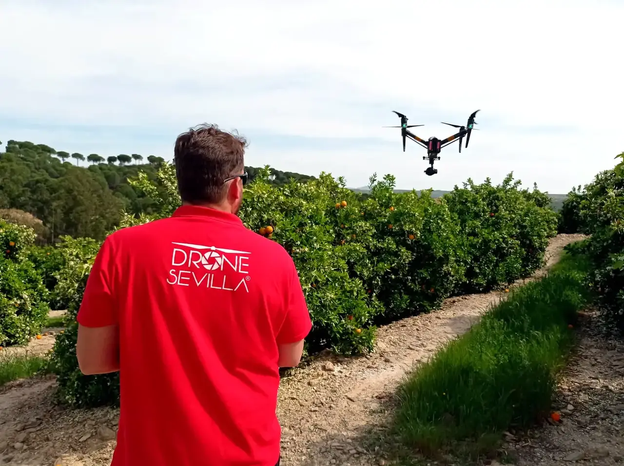 Piloto de dron operando sobre un cultivo de cítricos